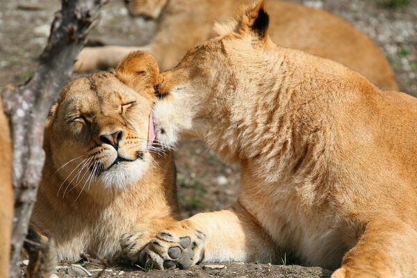 La belette du Lion. Couple de lions se prélasser au soleil