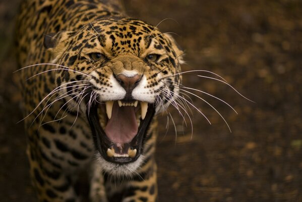 Gatto selvatico in un sorriso malvagio