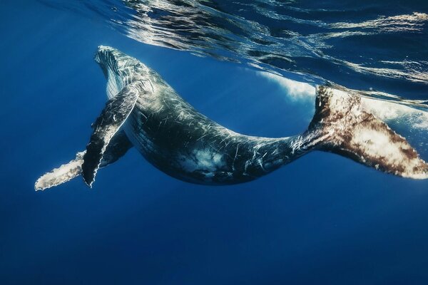 Graceful dolphin swimming underwater