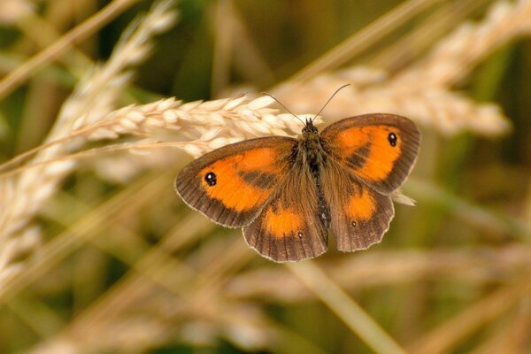 Schöner Schmetterling sitzt auf einem reifen Stachel