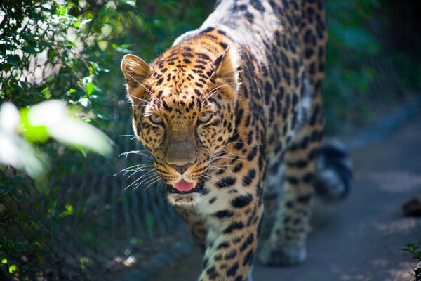 Der räuberische Blick eines laufenden Leoparden