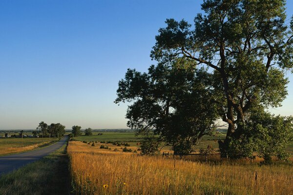 Strada asfaltata lungo i campi. un albero vicino alla strada. paesaggio