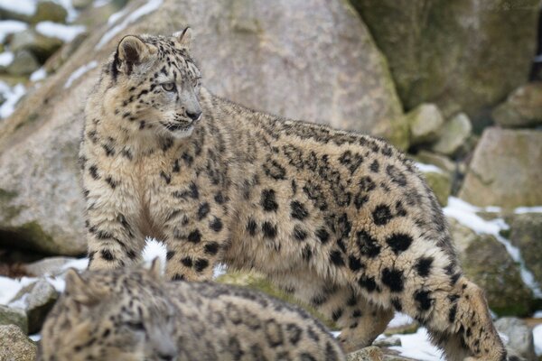 Un leopardo protege su manada