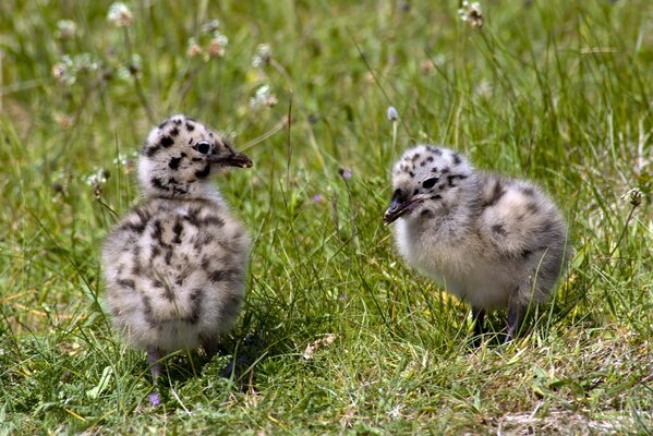 Deux poussins jouent dans l herbe