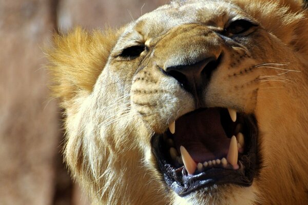 Angry aggressive lion with an open mouth