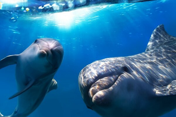 Los delfines se divierten en el mar azul