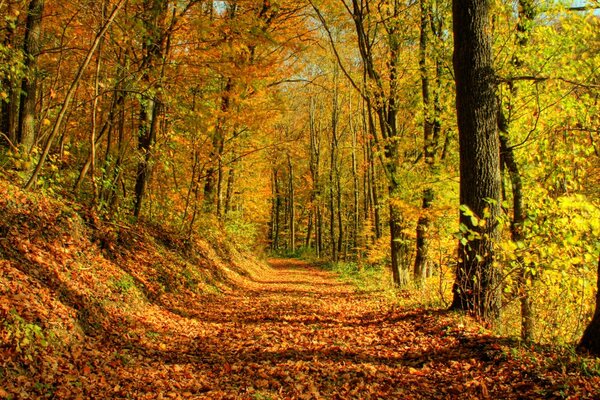 Árboles de otoño con follaje en el camino