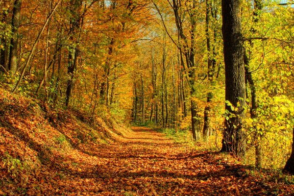 Осенние деревья с листвой на дороге