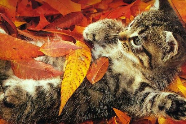 Petit chaton dans les feuilles jaunes