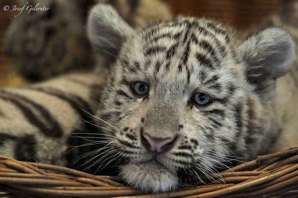 Triste piccolo cucciolo di tigre giace sulla lettiera