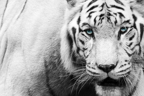 Tigre noir et blanc à dents de sabre