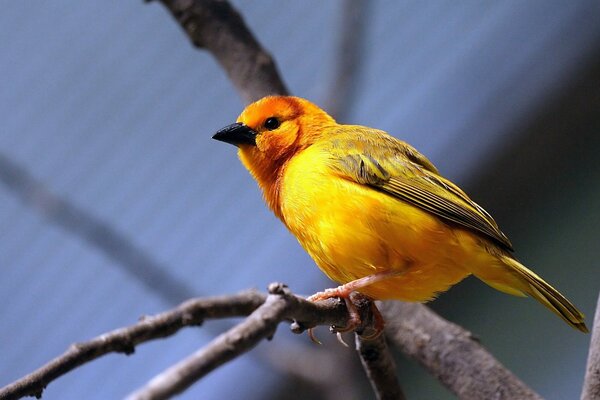 A yellow bird sitting on a branch