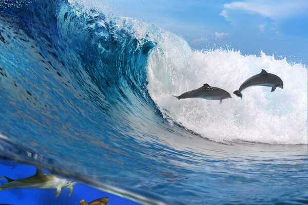 Les dauphins sautent des vagues dans l océan