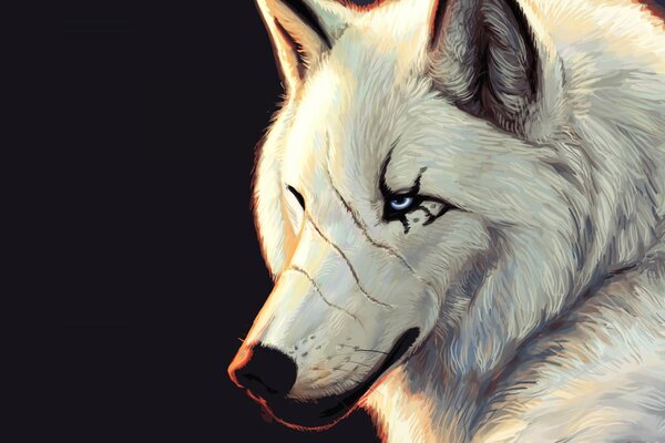 A wolf with blue eyes with a scar on a black background