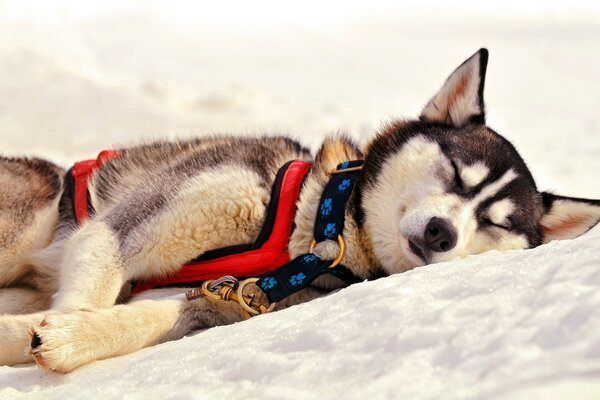 Husky with a collar sleeping in the snow