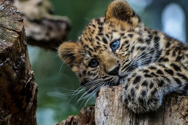 Pequeño leopardo con ojos azules