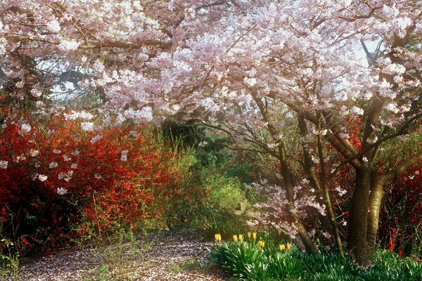 Farbige Bäume und Blumen im Hain