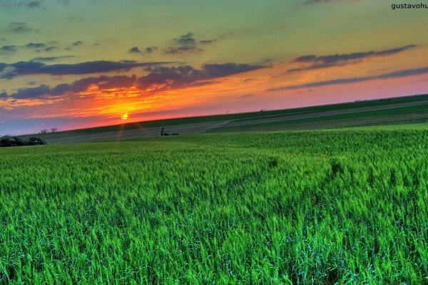 Foto de la naturaleza con hierba verde