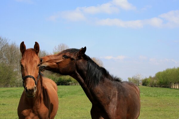 Un beso de caballos en el césped verde