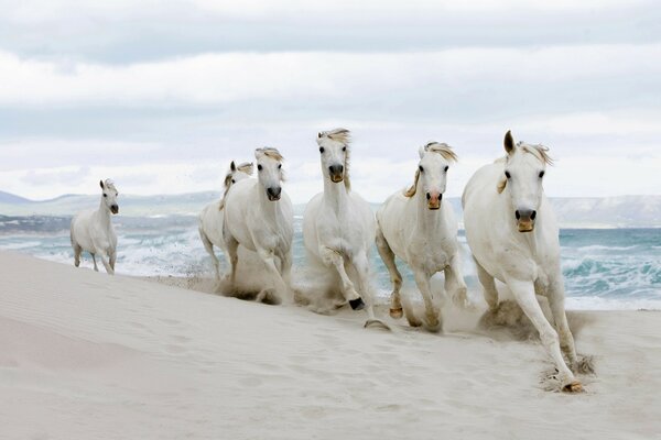 Running white horses on the snow-white seashore