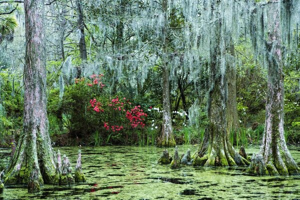 Red flowers and trees in the swamp