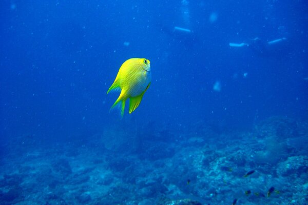 Poisson jaune vif sur la profondeur de la mer