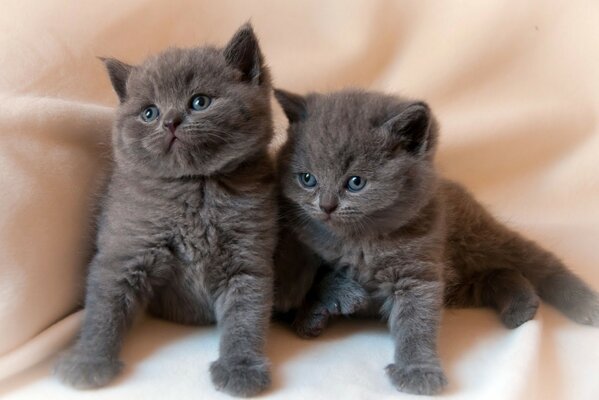 Gatitos peludos yacen en una colcha