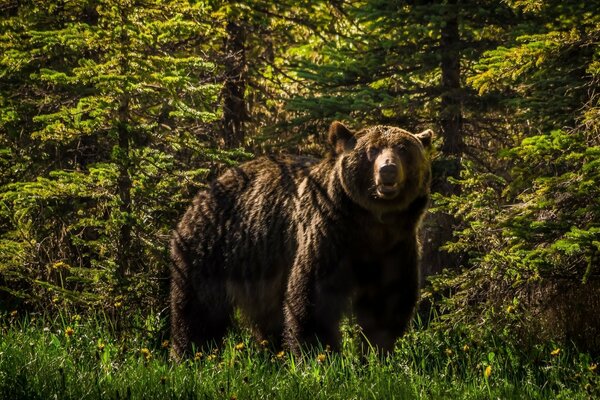 Osos Grizzly en el bosque