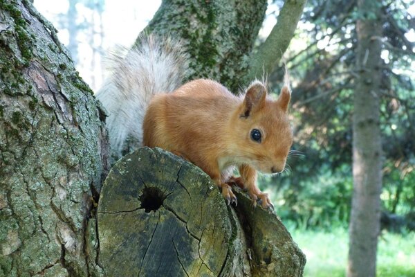 Ein Eichhörnchen, das auf einem Baum sitzt