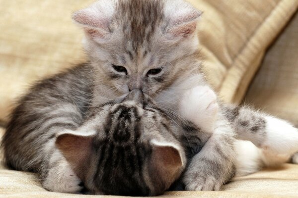 Coppia di gattini innamorati che si baciano