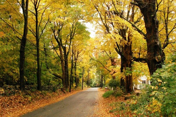 Route urbaine dans le feuillage d automne