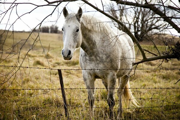 Weißes Pferd auf dem Rasen hinter einem Zaun