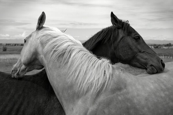 Addio cavallo al cavallo triplicato