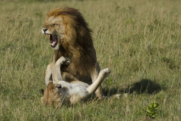 The roar of a Lion and a lioness in the steppe