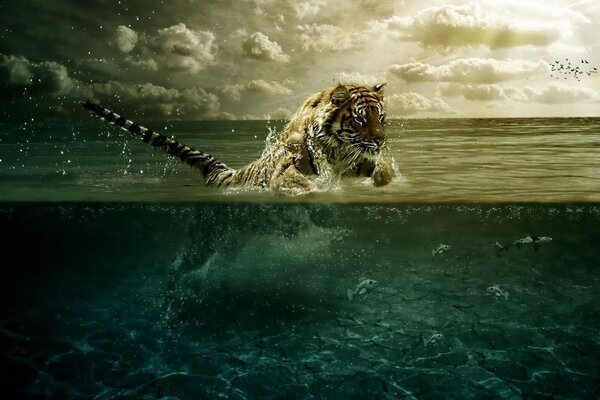 Silny Tygrys idzie na ryby