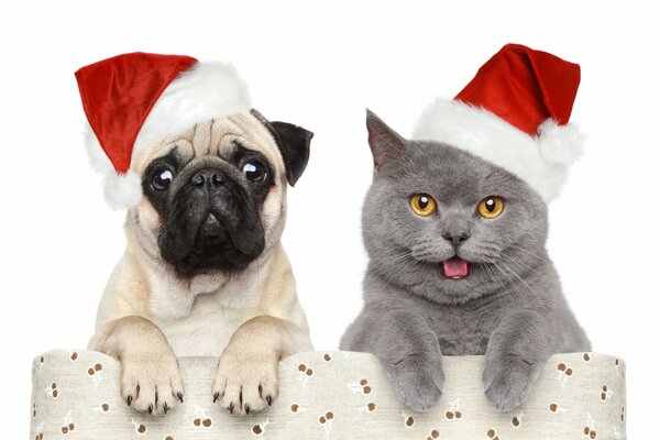 Cane e gatto in cappelli di Natale