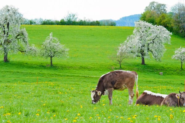 A green meadow and cows grazing on it