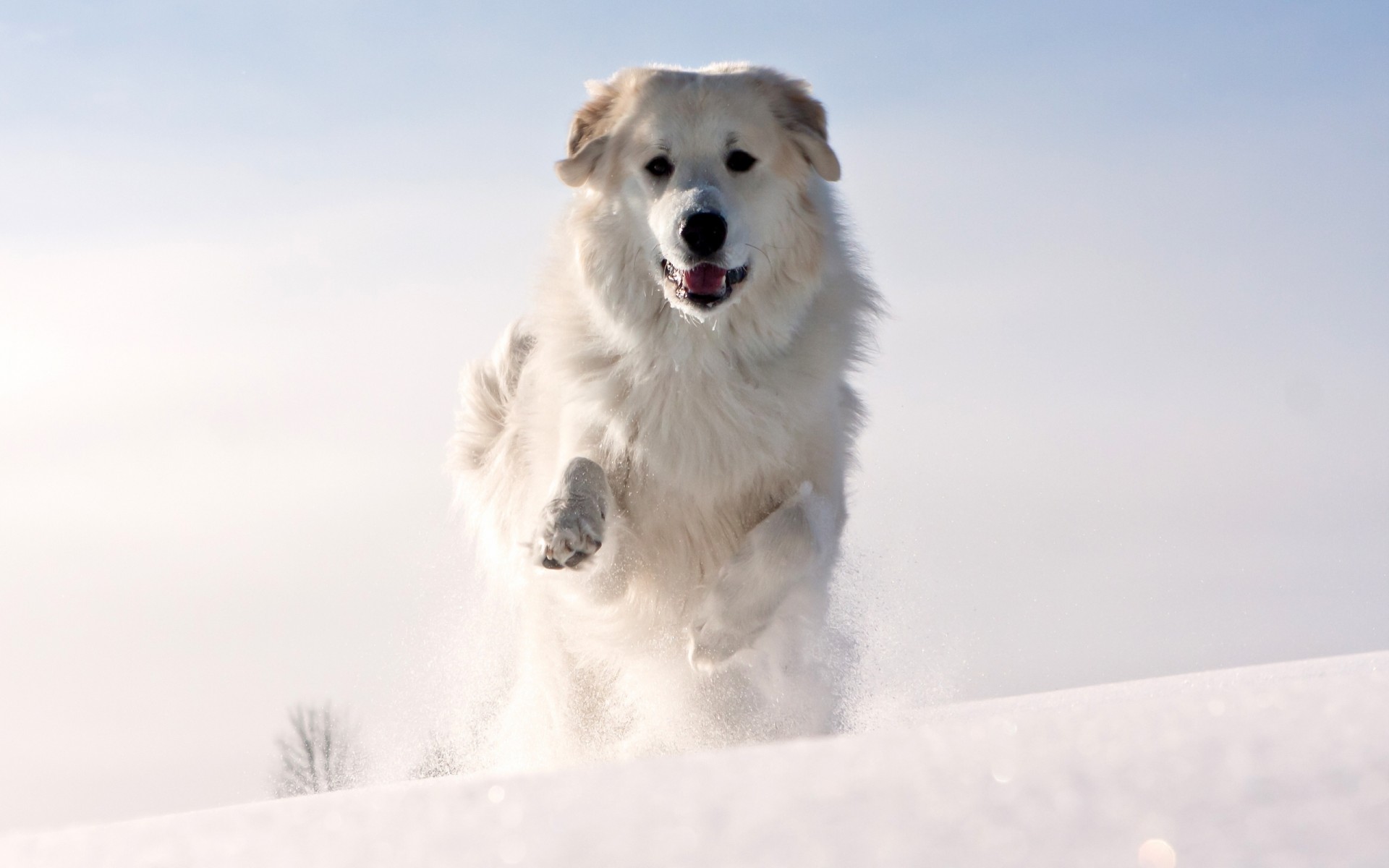 weiß tierisch zähne hund ohren