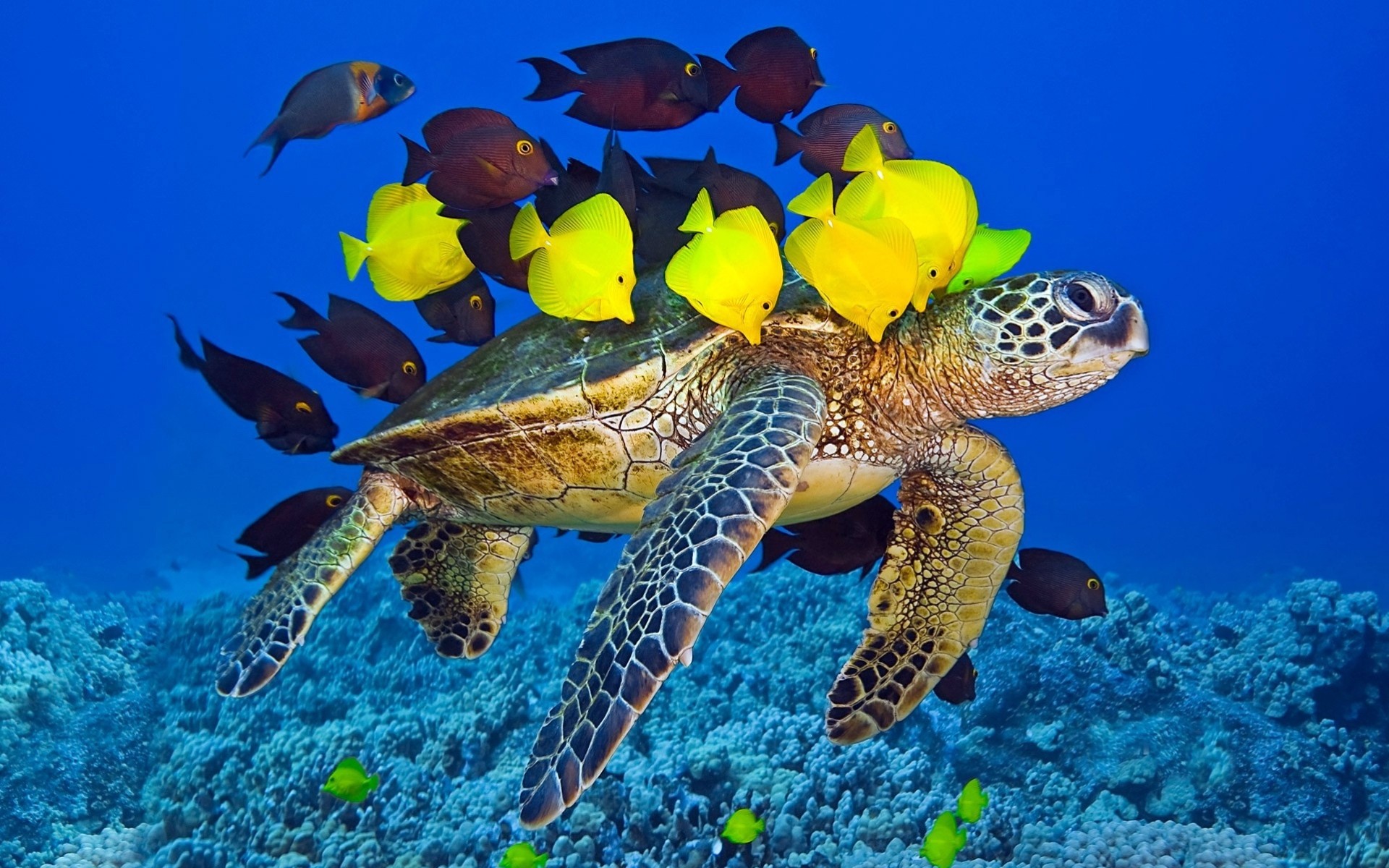 rudel ozean schildkröte fisch gelb