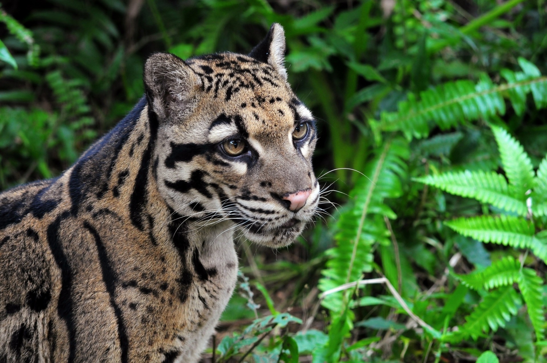 chat sauvage léopard fumé