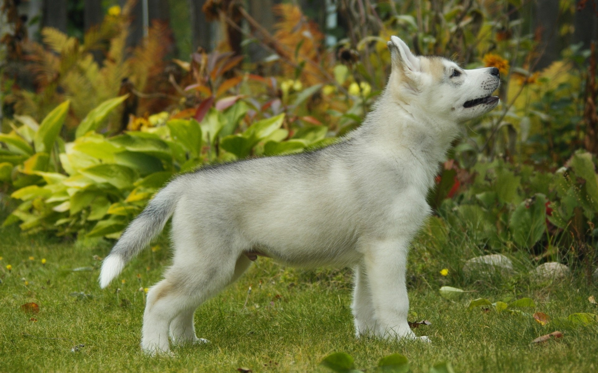 chien chiot husky