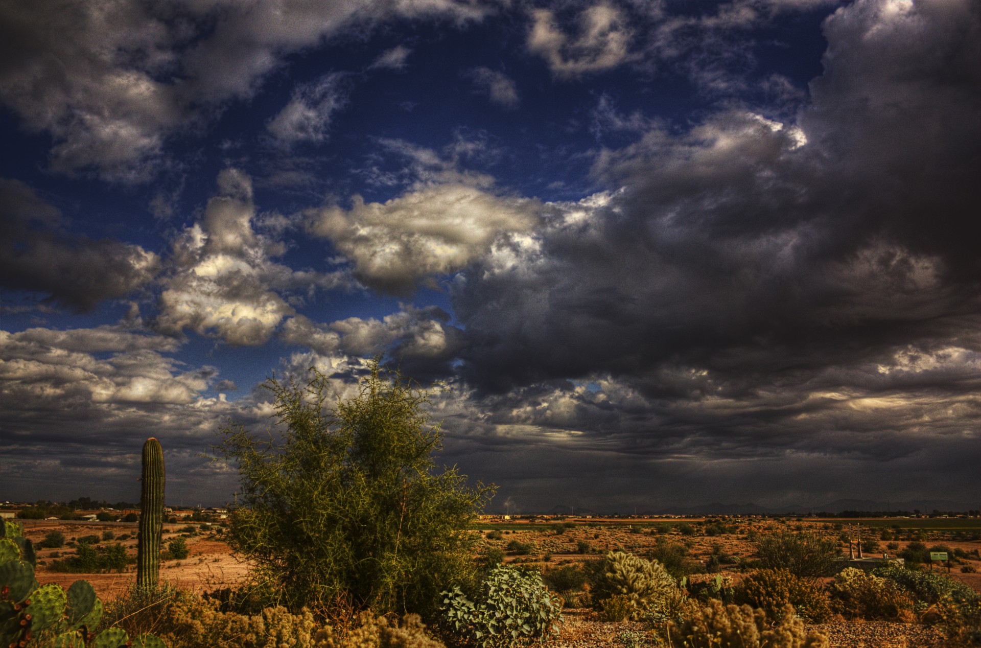 mexico cactus the storm