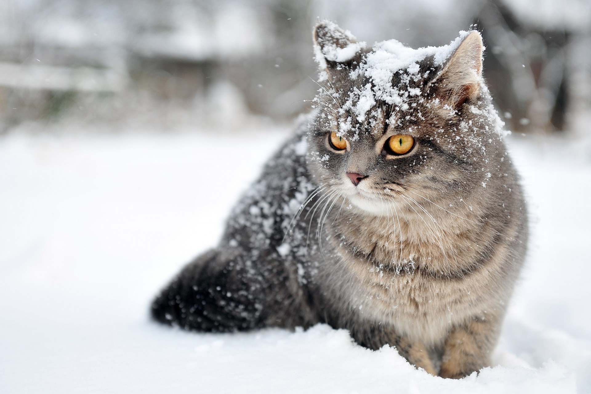 schnee winter katze