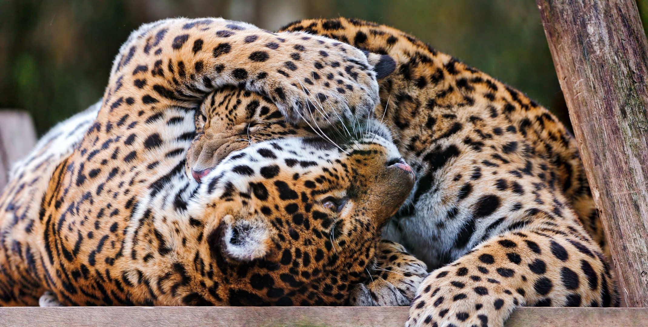 leopardo predatori coppia