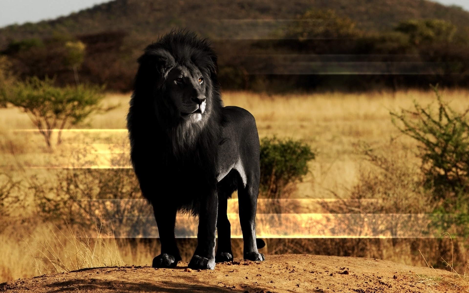 black lion stone leo mane