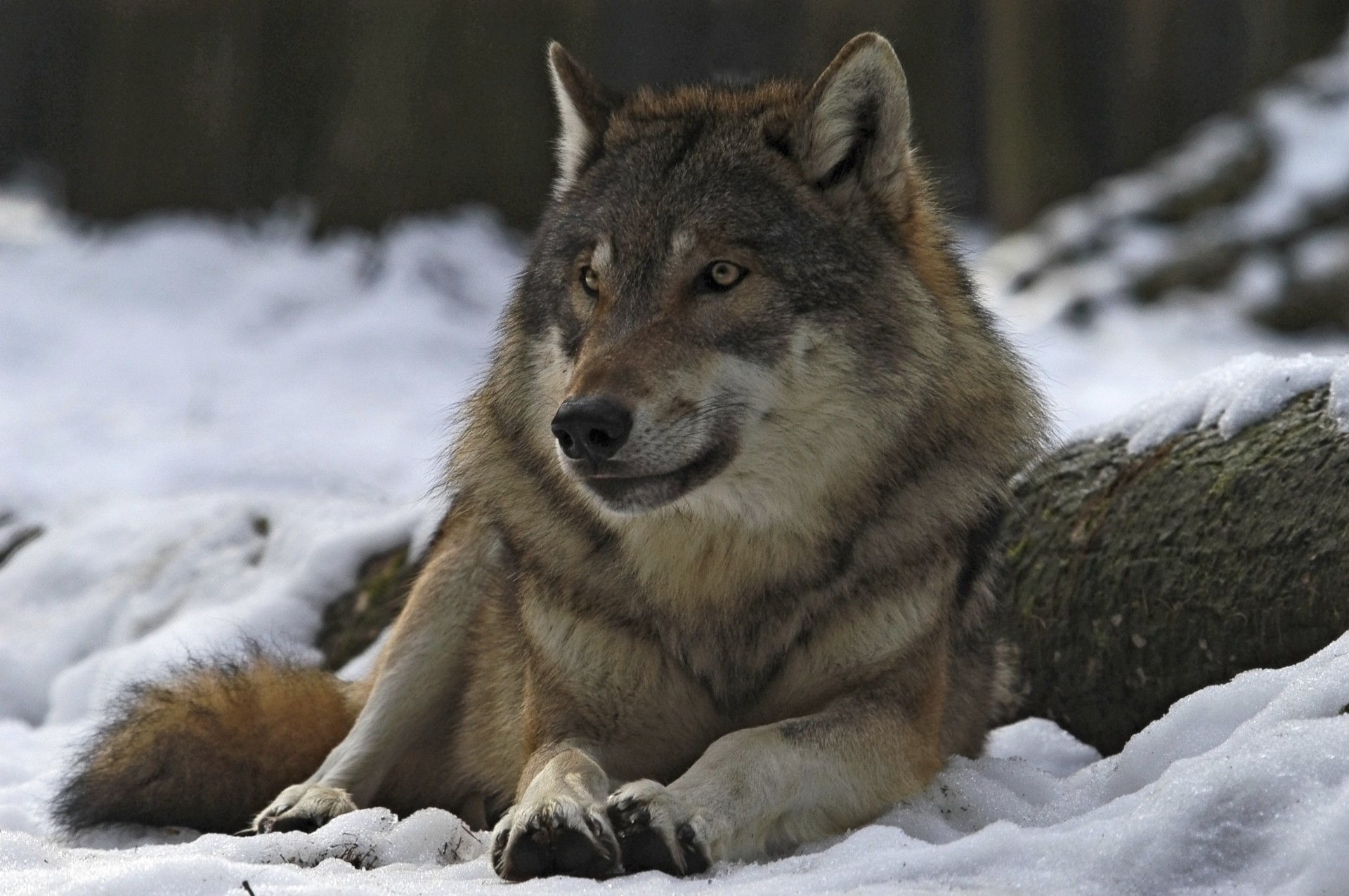 forêt hiver chef loup homme