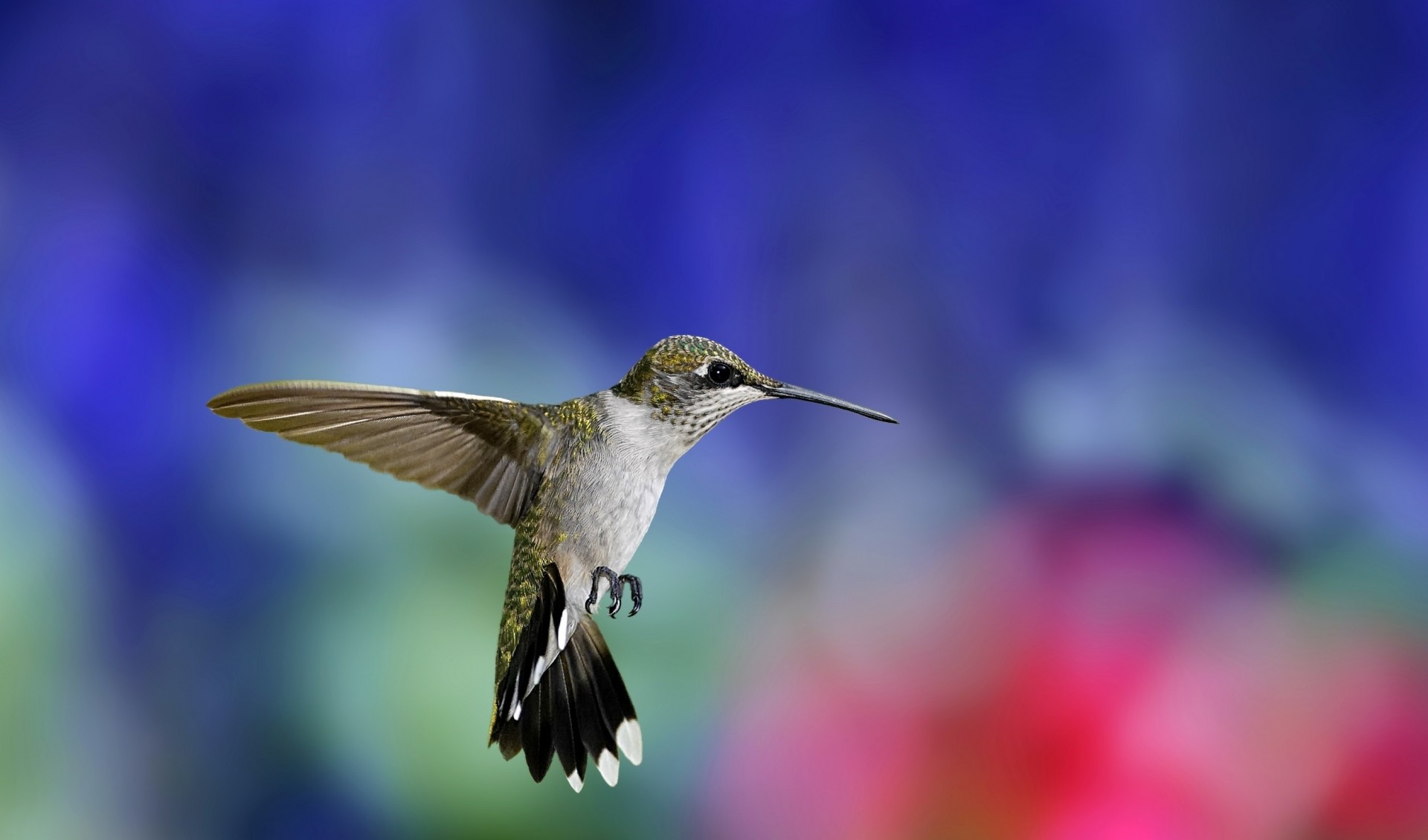 hummingbird birds background blur wings wag