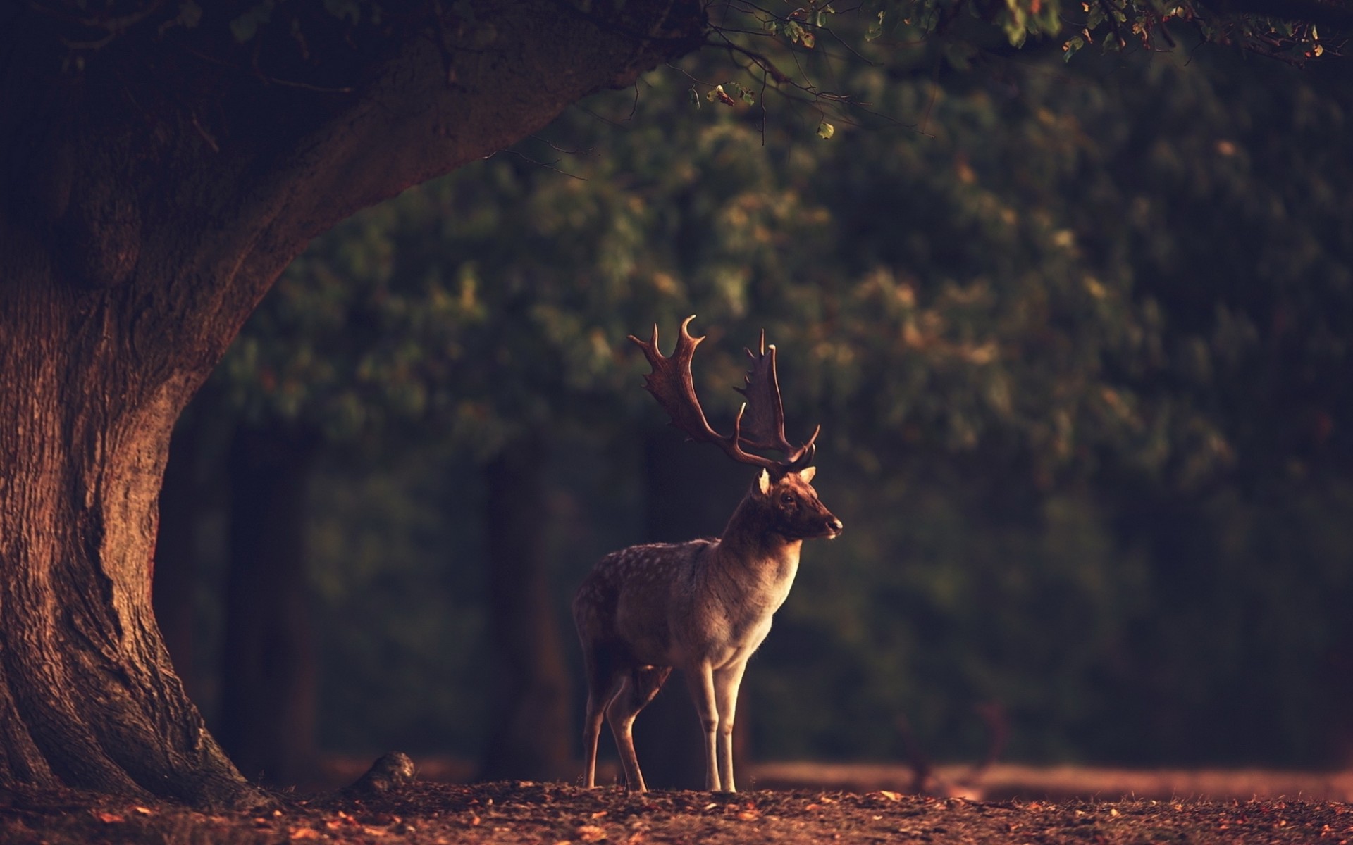 animaux forêt cerf nature