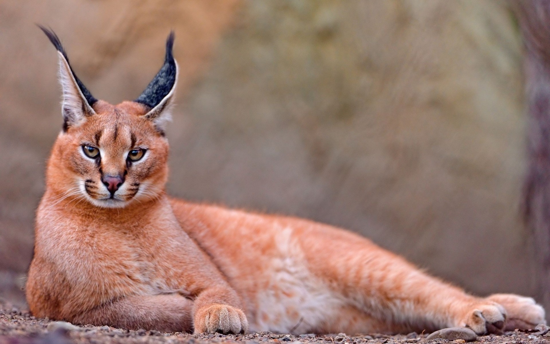 caracal relax meraviglioso