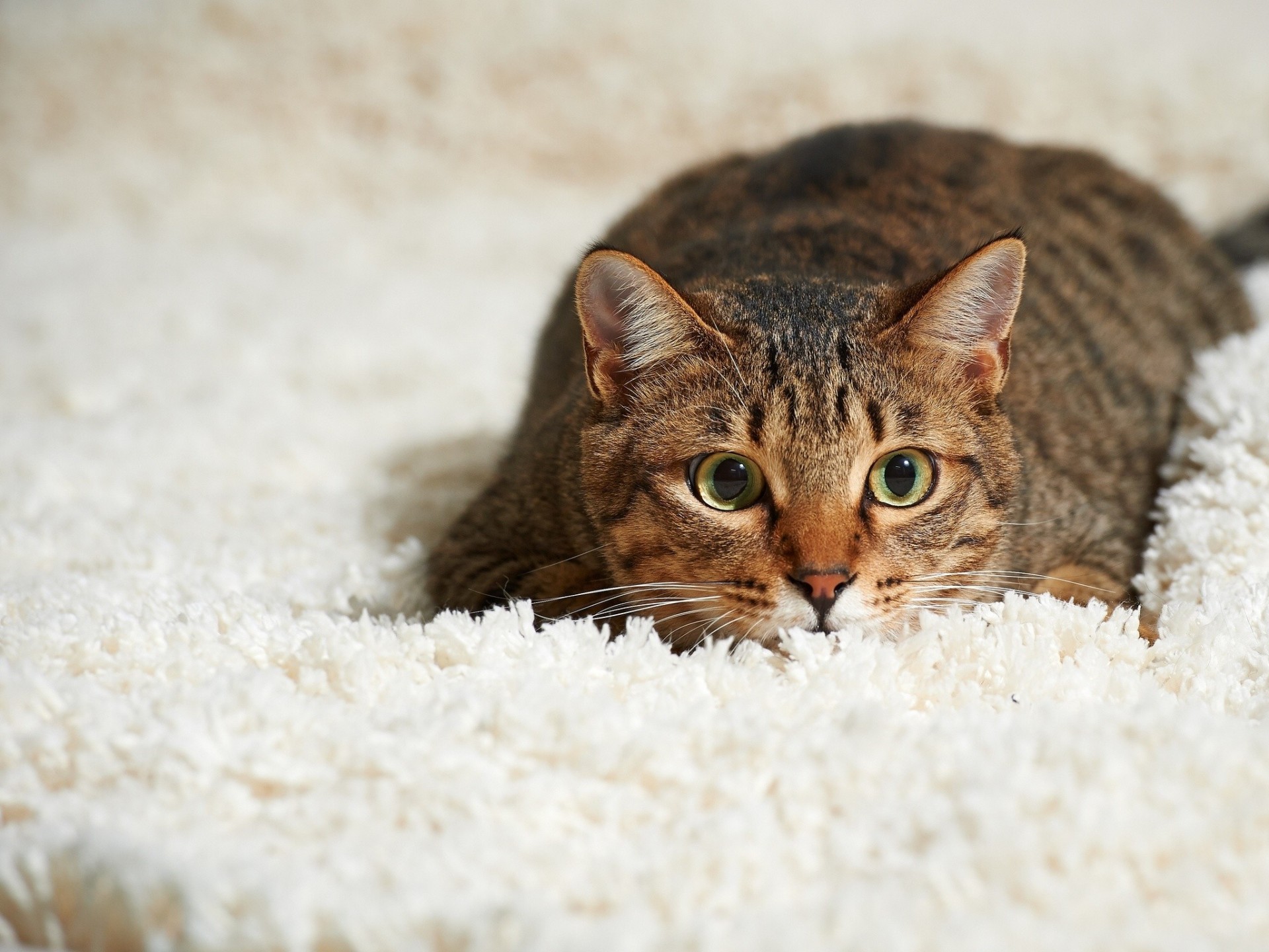 cat views carpet